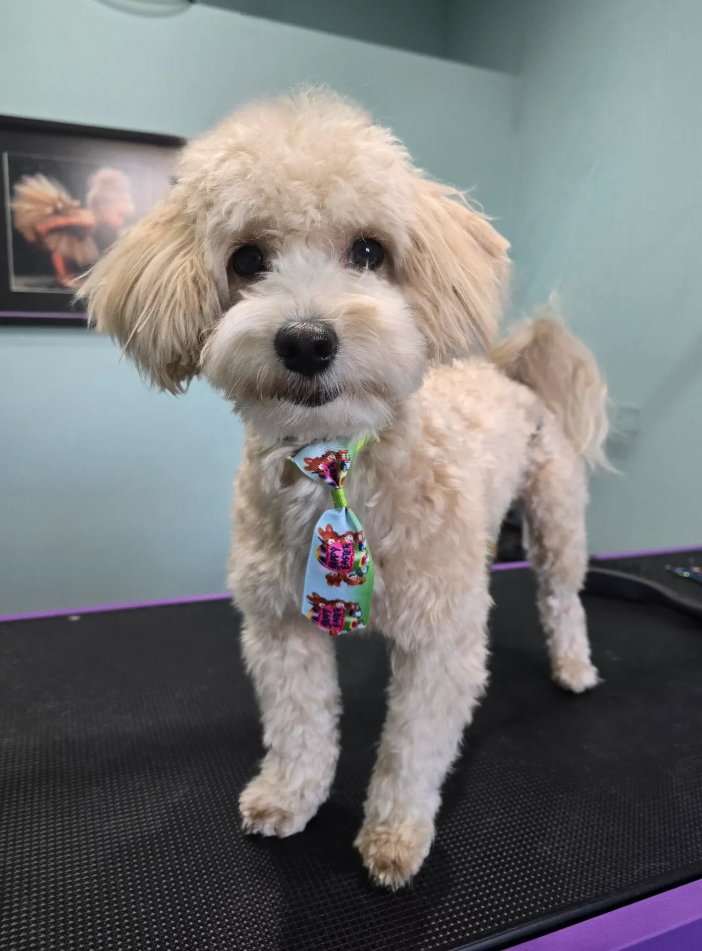 Groomfiks realizacje salonu groomerskiego (1)