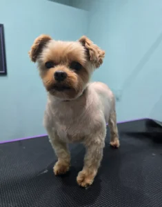 Groomfiks realizacje salonu groomerskiego (10)