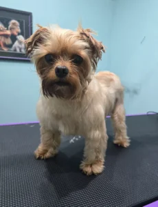 Groomfiks realizacje salonu groomerskiego (11)