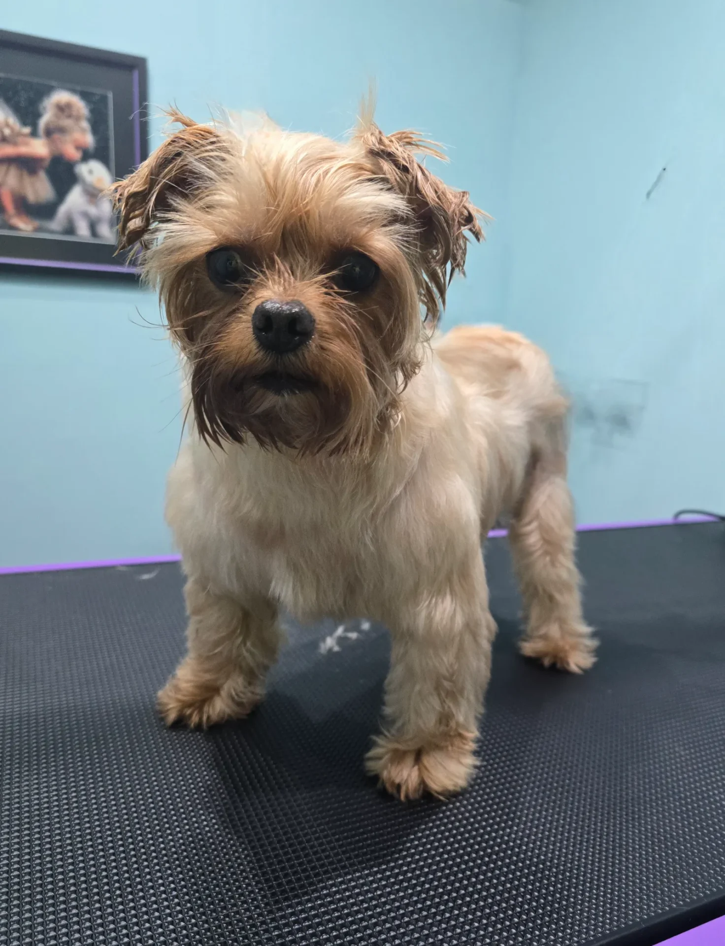 Groomfiks realizacje salonu groomerskiego (11)