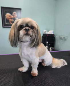 Groomfiks realizacje salonu groomerskiego (12)