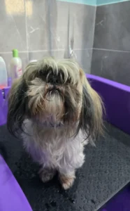 Groomfiks realizacje salonu groomerskiego (13)