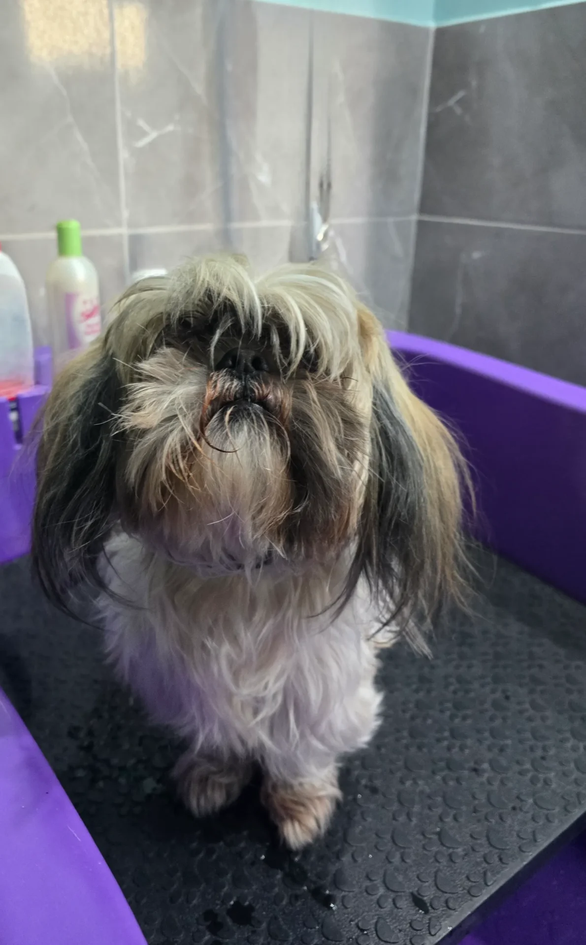 Groomfiks realizacje salonu groomerskiego (13)