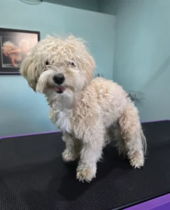 Groomfiks realizacje salonu groomerskiego (2)