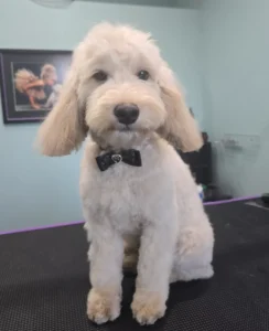 Groomfiks realizacje salonu groomerskiego (3)