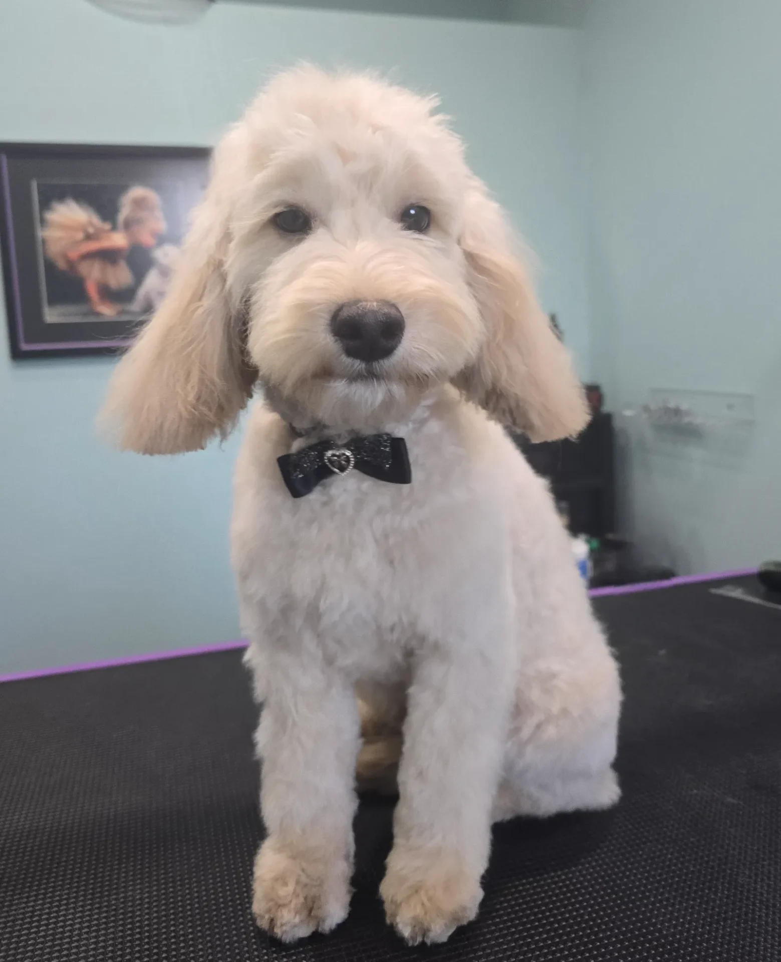 Groomfiks realizacje salonu groomerskiego (3)