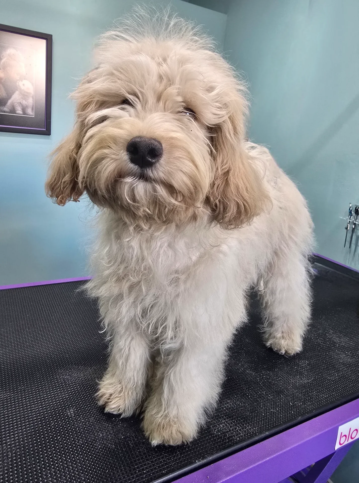 Groomfiks realizacje salonu groomerskiego (4)