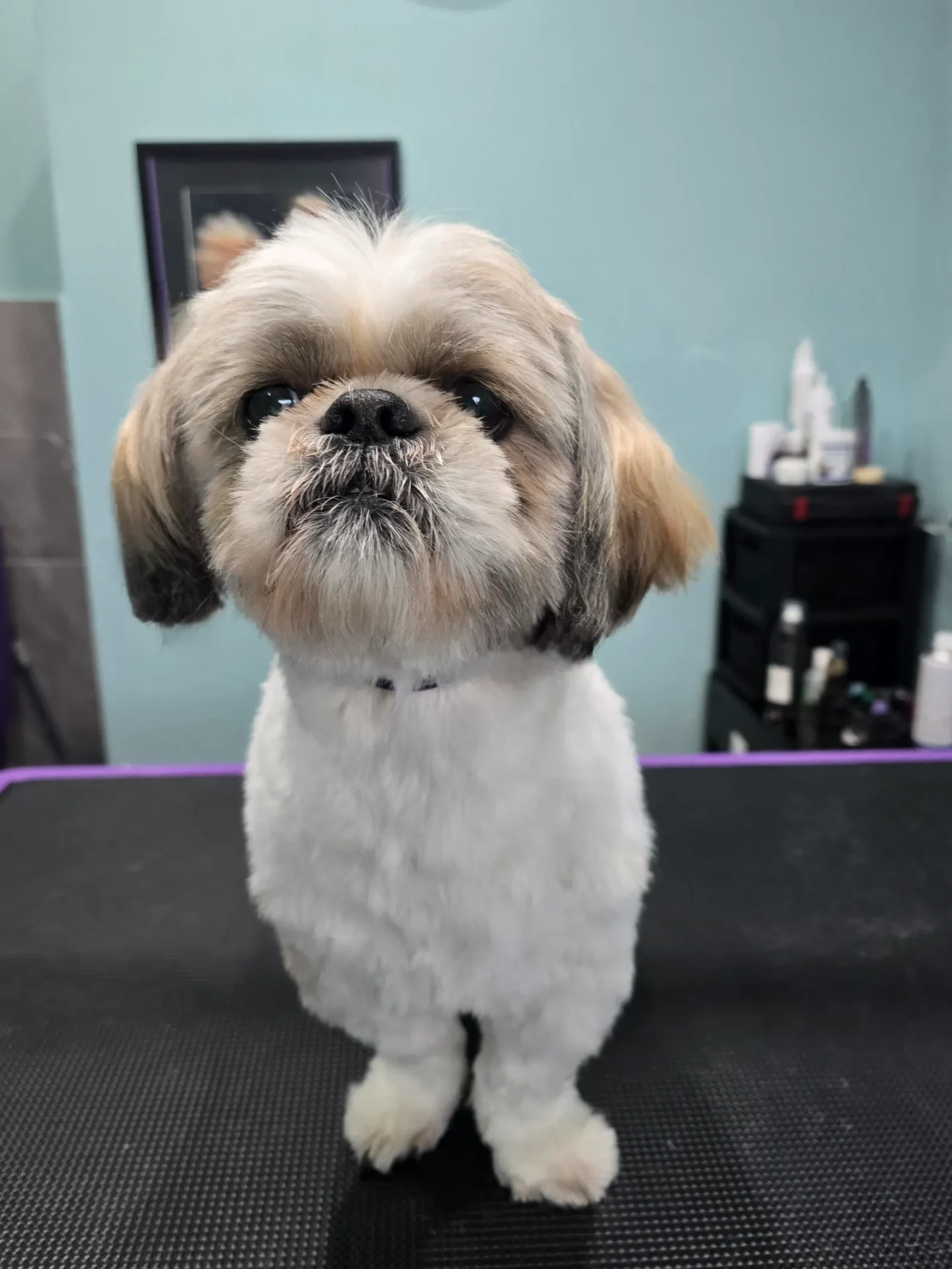 Groomfiks realizacje salonu groomerskiego (8)