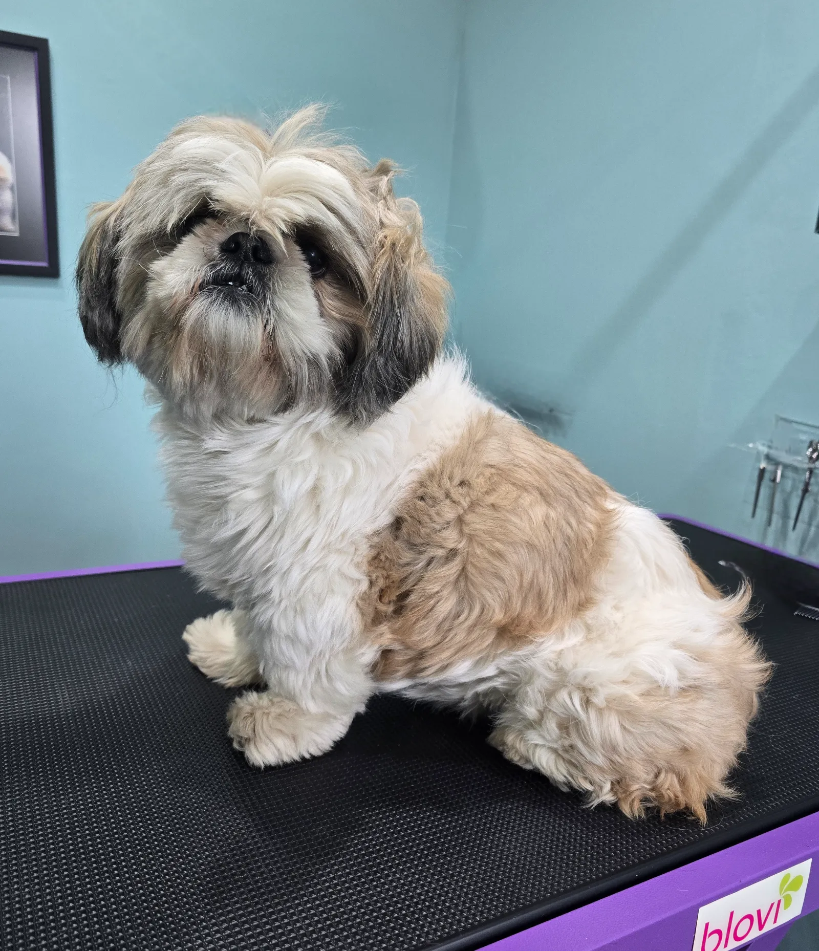 Groomfiks realizacje salonu groomerskiego (9)